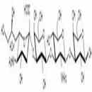 唾液酸四糖1型