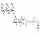 Gb5-N-Acetyl-spacer 3-Biotin