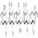 葡醛酸-乳糖-N-四糖