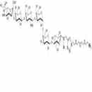 SSEA-4六糖-β-N-乙?；?空間構型1-胺