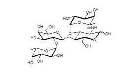 Lewis Y抗原四糖