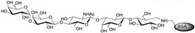 Galili抗原五糖-BSA
