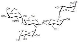 巖藻糖A抗原5型 Fucosylated A antigen type 5