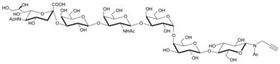 SSEA-4六糖-β-N-乙?；?丙炔,SSEA-4 hexaose-β-NAc-Propargyl