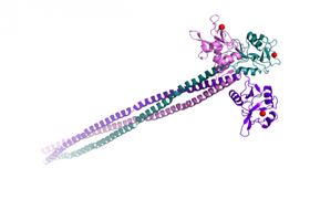 胰島蛋白 ECD (胞外結構域) , Langerin ECD (extra-cellular domain) 