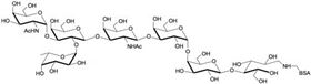 Globo-A七糖-BSA, Globo-A heptaose linked to BSA