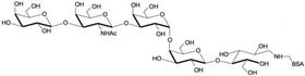 Globo五糖-BSA, Globopentaose (Gb5) linked to BSA / Stage Specific Embryonic Antigen 3a linked to BSA/ SSEA-3a - BSA