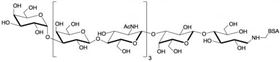 Galili抗原九糖-BSA, Galili antigen nonaose linked to BSA