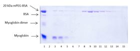 抗-聚乙二醇瓊脂糖親和純化20kDa的mPEG-BSA考馬斯藍染色SDS-PAGE電泳