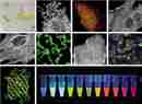 蛋白質(zhì)、多肽、核酸等生物分子標(biāo)記染料解決方案----Lumiprobe(5)