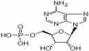 5’-單磷酸腺苷