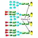 Deglycosylation Kits 去糖基化試劑盒