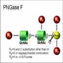 肽-N-糖苷酶F （肽N糖苷酶F） PNGase F