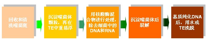 Lambda Quick!®λ噬菌體DNA提取純化試劑盒簡單操作步驟