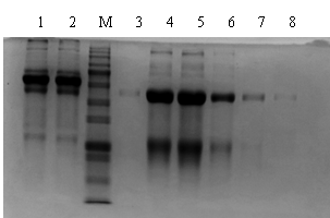Sepharose 4B親和層析純化結(jié)果