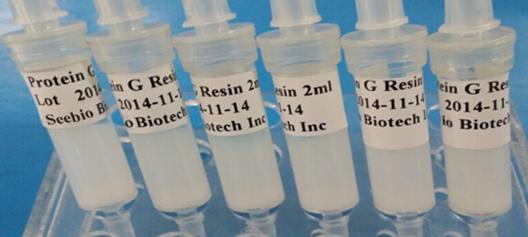 eebio rProtein G SeePUR重組蛋白G親和層析預(yù)裝柱 eebio rProtein G SeePUR重組蛋白G親和層析預(yù)裝柱