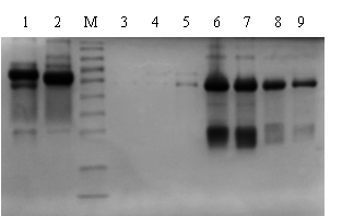 rProtein G SeePUR親和層析純化結(jié)果