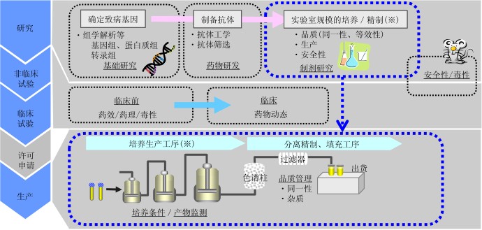 生物藥品的研發流程