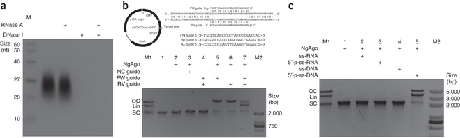 NgAgo uses 5[prime] phosphorylated ssDNA guides and cleaves DNA targets in vitro.