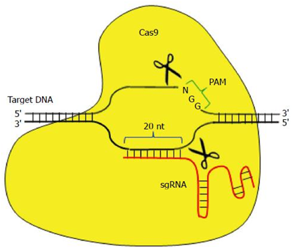 利用CRISPR/Cas9讓HBV cccDNA功能性滅活