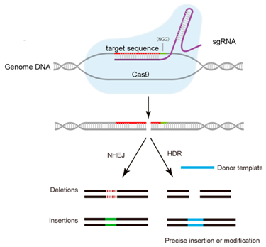 利用CRISPR/Cas9系統(tǒng)破壞HBV S基因和X基因保守性序列