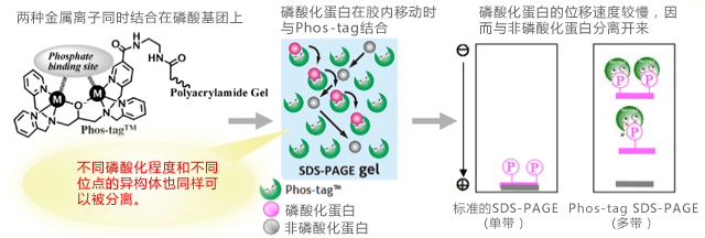 Phos-tag<sup>™</sup>磷酸化親和電泳原理