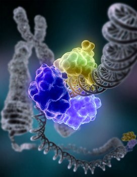 進行更少切割的CRISPR 進行更少切割的CRISPR