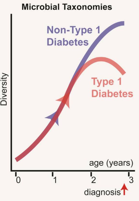 I型糖尿病新生兒的腸道微生物種類（紅色）較少