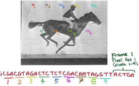 Nature：重磅！利用CRISPR–Cas系統將數字視頻存儲到一群細菌的<font color='red'>基因</font>組中