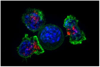 Cancer Discov：重大突破！Galectin-3抑制劑有望治療對<font color='red'>KRAS</font>上癮的癌癥