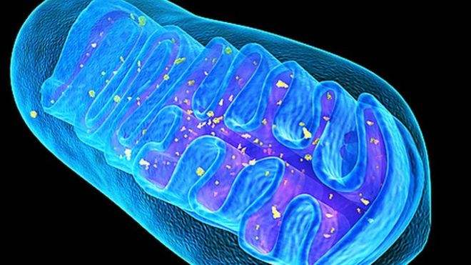 Nucleic Acids Research：研究發現線粒體翻譯質量控制對于胚胎發育的重要性