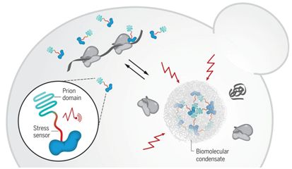 Science：重大發現！Sup35的朊蛋白結構域促進細胞適應環境變化