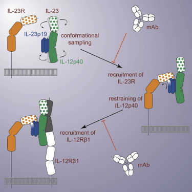 Immunity：突破！科學家破譯IL-23十五年未解的秘密！揭示了<font color='red'>自身免疫疾病</font>的關鍵機理！