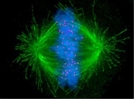 JCB：研究發現參與有絲分裂檢查點的新分子