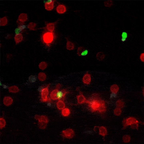 《Nature》里程碑式突破！檢測細胞相互作用新方法