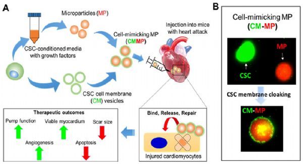 干細胞治療心臟病受阻？來看看最新的<font color='red'>細胞模擬微粒</font>！