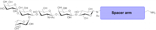 A血型抗原六糖1型-β-N-乙酰基-空間構(gòu)型1-胺