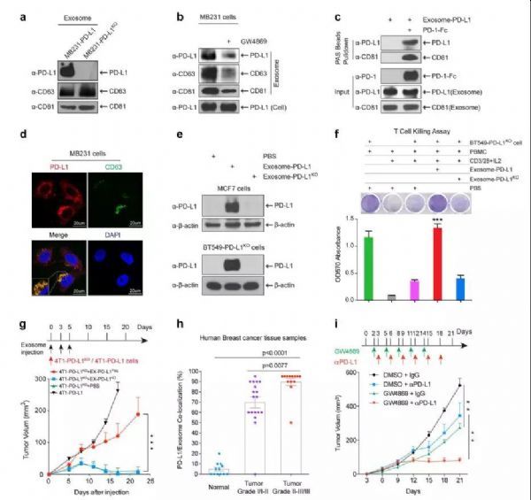 比PD-L1抗體療法更好！抑制腫瘤外泌體PD-L1的分泌或可成為重要抗癌靶點