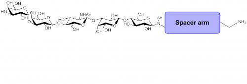 Galili抗原五糖-β-N-乙?；?空間構型1-胺