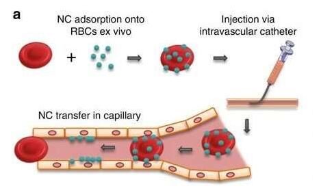 新型<font color='red'>紅細胞</font>“搭便車”技術或能將藥物精準運送至疾病患處