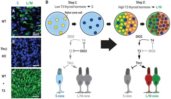 意外！甲狀腺激素水平竟調節人視網膜中三種<font color='red'>視錐細胞</font>的產生