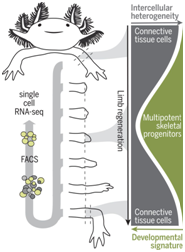 利用單細胞分析揭示蠑螈再生肢體機制