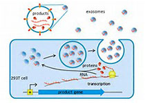外泌體的應(yīng)用——有機遇，也有挑戰(zhàn)