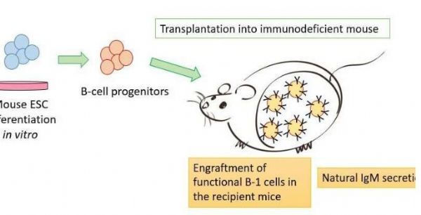 重磅！科學家在小鼠體內成功制造出可供移植的功能性B細胞