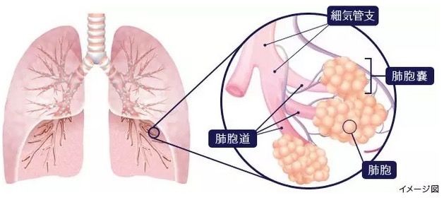 中國科學家發(fā)現(xiàn)肺干細胞參與肺再生：跨界潛能，按需分化