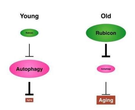 Nat Commun：如何延年益壽？抑制<font color='red'>關鍵蛋白</font>的表達改善機體自噬機制或能實現！