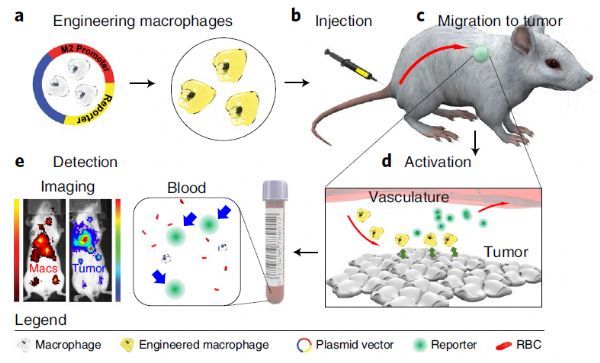 Nat Biotechnol：重大突破！重編程巨噬細(xì)胞作為傳感器實(shí)現(xiàn)癌癥等多種疾病的檢測!