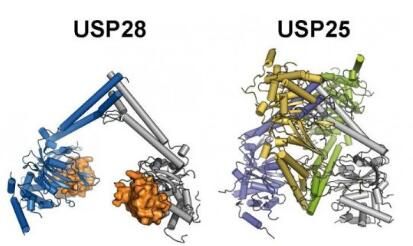 Mol Cell：科學家成功解析兩種<font color='red'>促癌酶類</font>的結構特性及關鍵差異