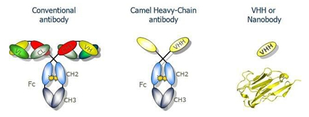 標準抗體、重鏈抗體和VHH納米抗體