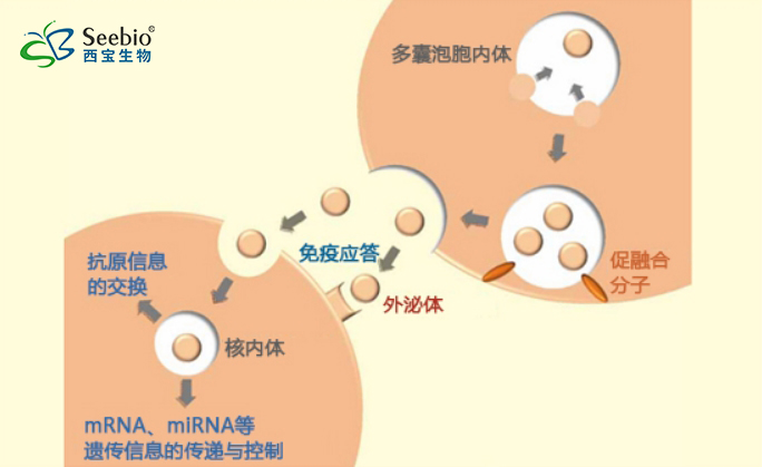 外泌體在免疫系統(tǒng)中的作用